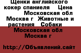 Щенки английского кокер спаниеля. › Цена ­ 25 000 - Московская обл., Москва г. Животные и растения » Собаки   . Московская обл.,Москва г.